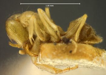 Media type: image; Entomology 26285   Aspect: habitus lateral view